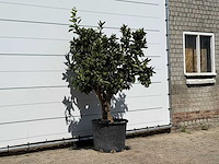 Sinaasappelboom xl - citrus sinensis - hoogte ca. 200 cm - afbeelding 3 van  3