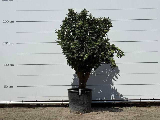 Sinaasappelboom xl - citrus sinensis - hoogte ca. 200 cm - afbeelding 1 van  3