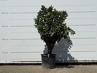 Sinaasappelboom xl - citrus sinensis - hoogte ca. 200 cm - afbeelding 1 van  3
