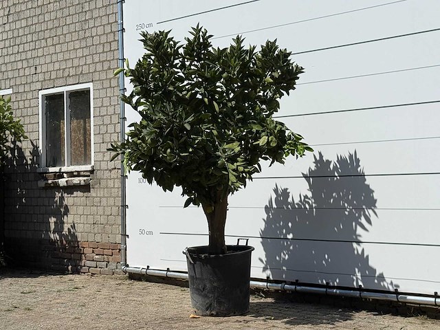 Sinaasappelboom xl - citrus sinensis - hoogte ca. 200 cm - afbeelding 2 van  3