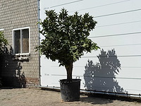 Sinaasappelboom xl - citrus sinensis - hoogte ca. 200 cm - afbeelding 2 van  3