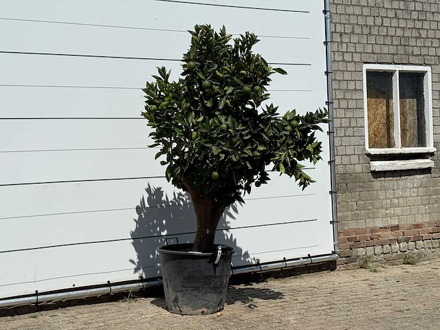 Sinaasappelboom xl - citrus sinensis - hoogte ca. 200 cm - afbeelding 3 van  3