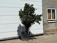 Sinaasappelboom xl - citrus sinensis - hoogte ca. 200 cm - afbeelding 3 van  3