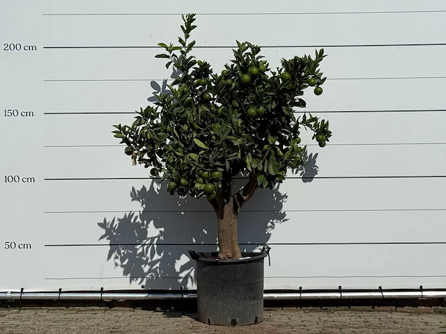 Sinaasappelboom xl - citrus sinensis - hoogte ca. 200 cm - afbeelding 1 van  3