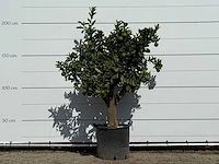 Sinaasappelboom xl - citrus sinensis - hoogte ca. 200 cm