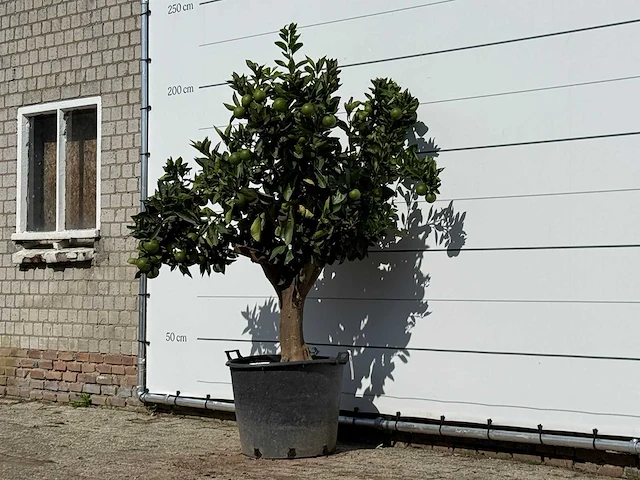 Sinaasappelboom xl - citrus sinensis - hoogte ca. 200 cm - afbeelding 2 van  3
