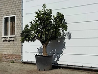 Sinaasappelboom xl - citrus sinensis - hoogte ca. 200 cm - afbeelding 2 van  3