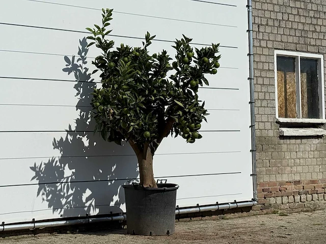 Sinaasappelboom xl - citrus sinensis - hoogte ca. 200 cm - afbeelding 3 van  3