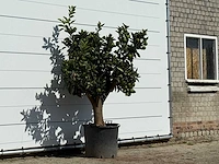 Sinaasappelboom xl - citrus sinensis - hoogte ca. 200 cm - afbeelding 3 van  3