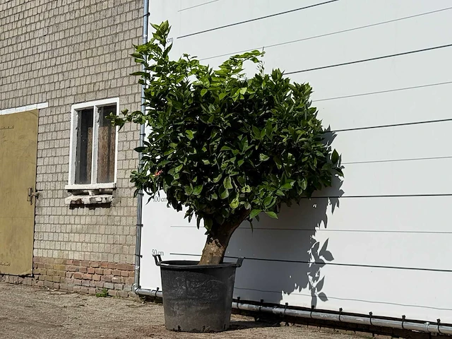 Sinaasappelboom xl - citrus sinensis - hoogte ca. 200 cm - afbeelding 2 van  3