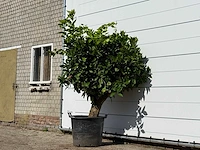 Sinaasappelboom xl - citrus sinensis - hoogte ca. 200 cm - afbeelding 2 van  3