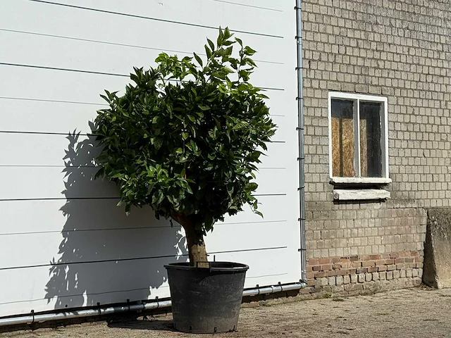 Sinaasappelboom xl - citrus sinensis - hoogte ca. 200 cm - afbeelding 3 van  3