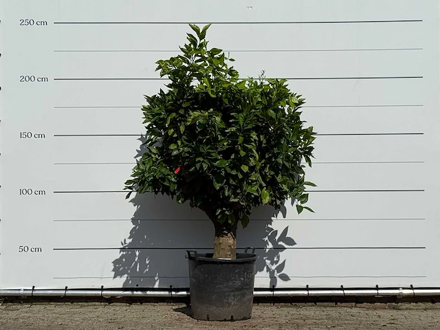 Sinaasappelboom xl - citrus sinensis - hoogte ca. 210 cm - afbeelding 1 van  3