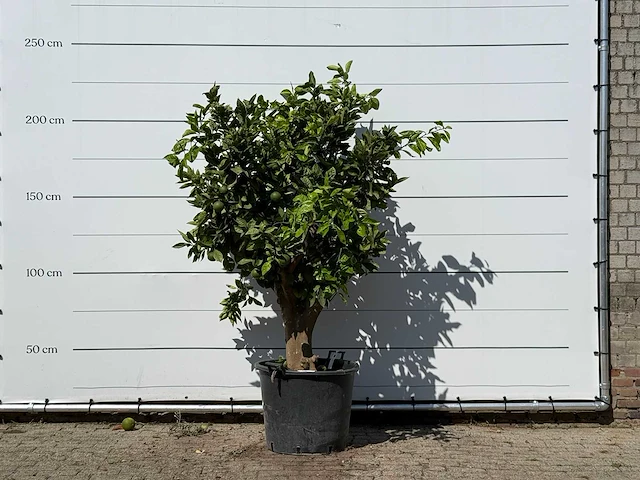 Sinaasappelboom xl - citrus sinensis - hoogte ca. 220 cm - afbeelding 1 van  4