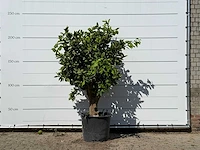 Sinaasappelboom xl - citrus sinensis - hoogte ca. 220 cm