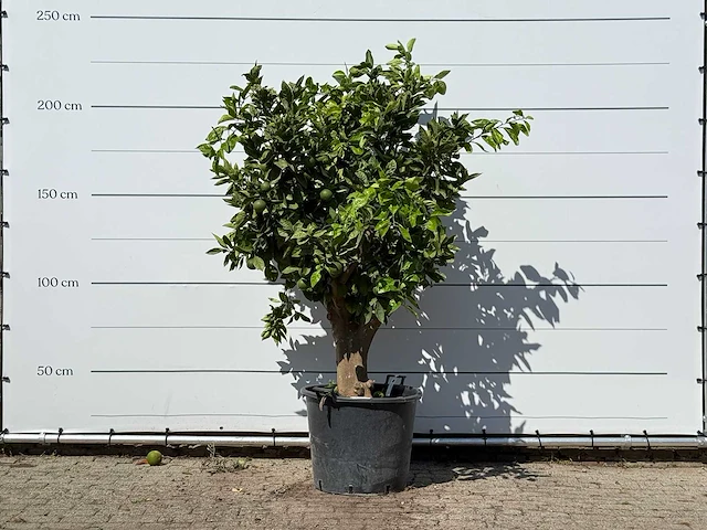Sinaasappelboom xl - citrus sinensis - hoogte ca. 220 cm - afbeelding 2 van  4