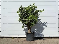Sinaasappelboom xl - citrus sinensis - hoogte ca. 220 cm - afbeelding 2 van  4