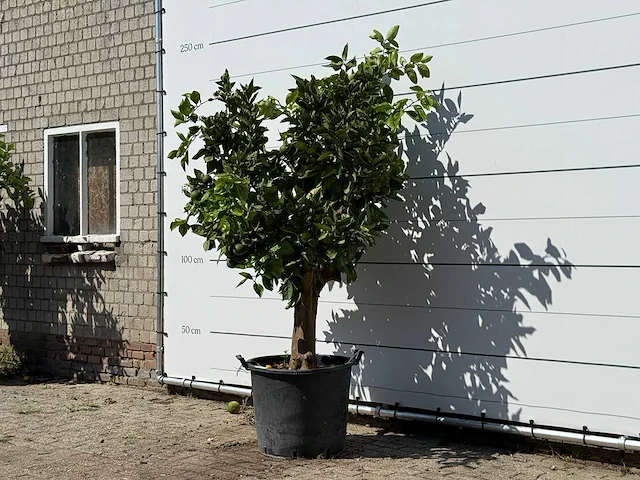 Sinaasappelboom xl - citrus sinensis - hoogte ca. 220 cm - afbeelding 3 van  4