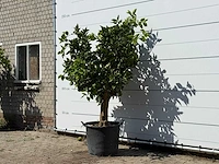 Sinaasappelboom xl - citrus sinensis - hoogte ca. 220 cm - afbeelding 3 van  4