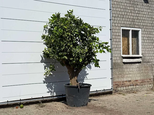 Sinaasappelboom xl - citrus sinensis - hoogte ca. 220 cm - afbeelding 4 van  4