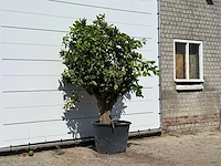 Sinaasappelboom xl - citrus sinensis - hoogte ca. 220 cm - afbeelding 4 van  4