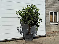 Sinaasappelboom xl - citrus sinensis - hoogte ca. 230 cm - afbeelding 1 van  1