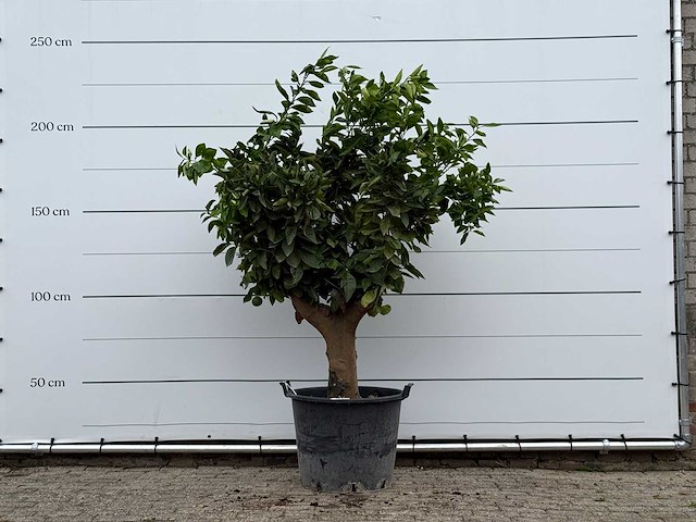 Sinaasappelboom xl - citrus sinensis - hoogte ca. 230 cm - afbeelding 1 van  3