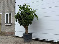 Sinaasappelboom xl - citrus sinensis - hoogte ca. 230 cm - afbeelding 2 van  3