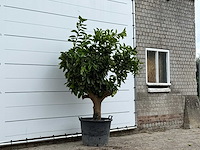 Sinaasappelboom xl - citrus sinensis - hoogte ca. 230 cm - afbeelding 3 van  3