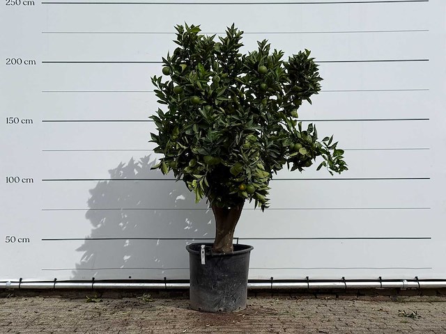 Sinaasappelboom xl - citrus sinensis - hoogte ca. 230 cm - afbeelding 1 van  3