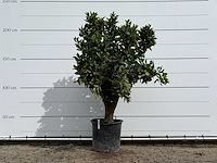 Sinaasappelboom xl - citrus sinensis - hoogte ca. 230 cm - afbeelding 1 van  3