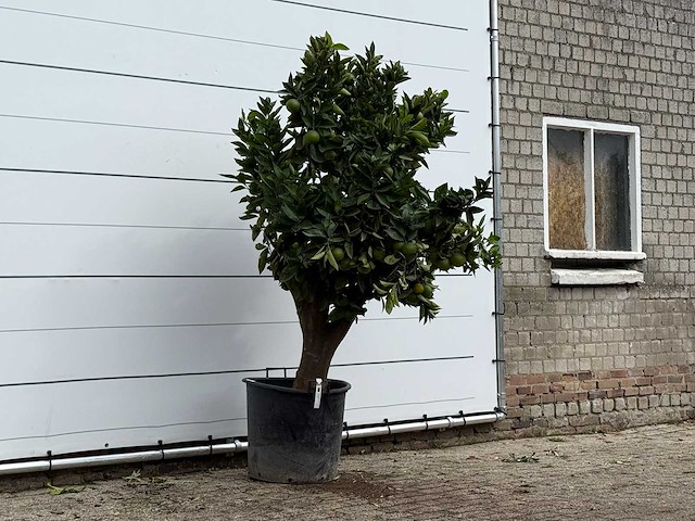 Sinaasappelboom xl - citrus sinensis - hoogte ca. 230 cm - afbeelding 2 van  3