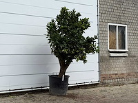 Sinaasappelboom xl - citrus sinensis - hoogte ca. 230 cm - afbeelding 2 van  3