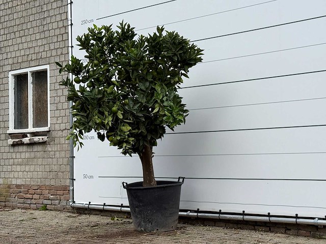 Sinaasappelboom xl - citrus sinensis - hoogte ca. 230 cm - afbeelding 3 van  3