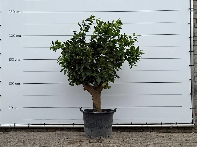 Sinaasappelboom xl - citrus sinensis - hoogte ca. 230 cm - afbeelding 1 van  3