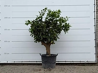 Sinaasappelboom xl - citrus sinensis - hoogte ca. 230 cm