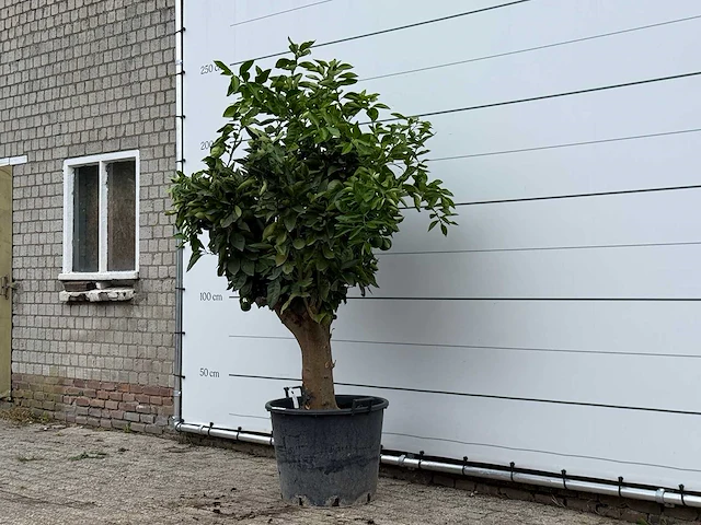 Sinaasappelboom xl - citrus sinensis - hoogte ca. 230 cm - afbeelding 2 van  3