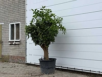 Sinaasappelboom xl - citrus sinensis - hoogte ca. 230 cm - afbeelding 2 van  3