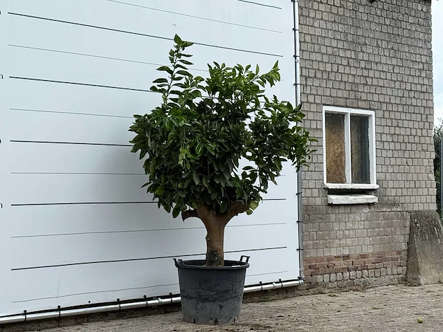 Sinaasappelboom xl - citrus sinensis - hoogte ca. 230 cm - afbeelding 3 van  3