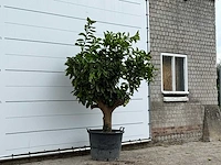 Sinaasappelboom xl - citrus sinensis - hoogte ca. 230 cm - afbeelding 3 van  3