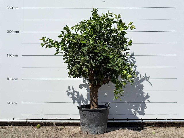 Sinaasappelboom xl - citrus sinensis - hoogte ca. 240 cm - afbeelding 1 van  3