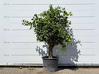 Sinaasappelboom xl - citrus sinensis - hoogte ca. 240 cm - afbeelding 1 van  3