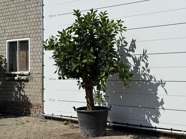 Sinaasappelboom xl - citrus sinensis - hoogte ca. 240 cm - afbeelding 2 van  3
