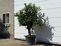 Sinaasappelboom xl - citrus sinensis - hoogte ca. 240 cm - afbeelding 2 van  3