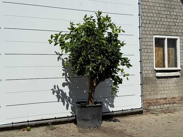 Sinaasappelboom xl - citrus sinensis - hoogte ca. 240 cm - afbeelding 3 van  3