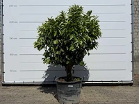 Sinaasappelboom xl - citrus sinensis - hoogte ca. 250 cm