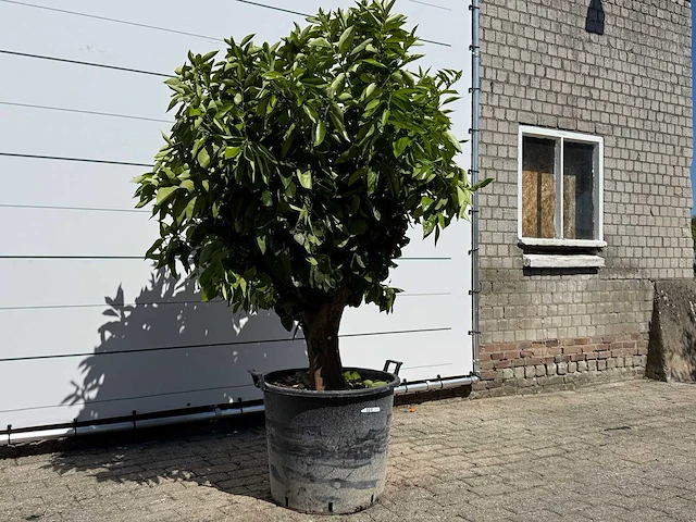 Sinaasappelboom xl - citrus sinensis - hoogte ca. 250 cm - afbeelding 3 van  6