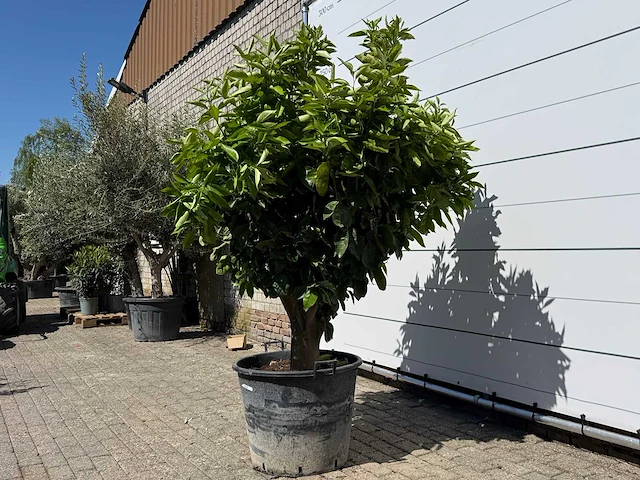 Sinaasappelboom xl - citrus sinensis - hoogte ca. 250 cm - afbeelding 5 van  6