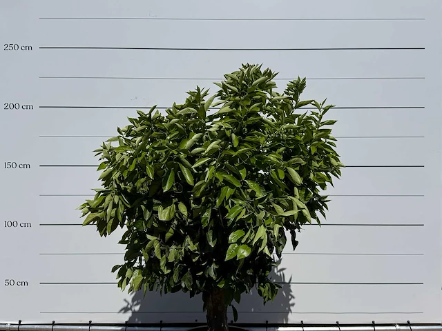 Sinaasappelboom xl - citrus sinensis - hoogte ca. 250 cm - afbeelding 6 van  6
