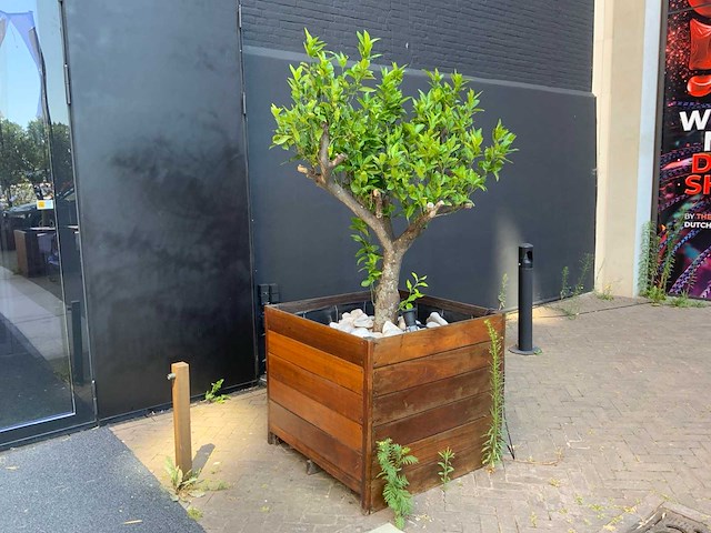 Sinasappel plant - afbeelding 1 van  5